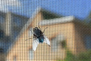 Fliege sitzt auf Fliegengitter des Dachfensters